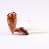NEW: Minoru Nagata’s Tulip IMG_5751